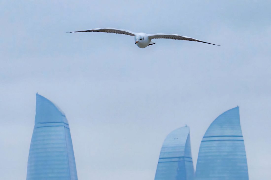 Gull over Baku