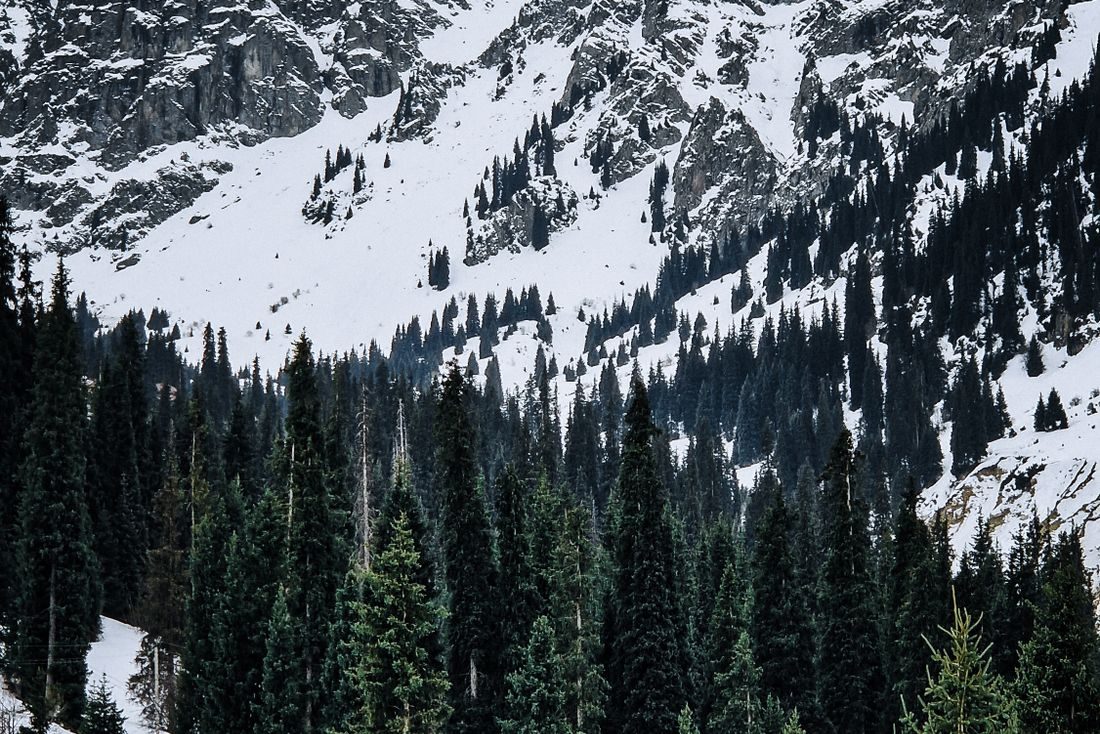 Snowcapped peaks and forest, Almaty Province