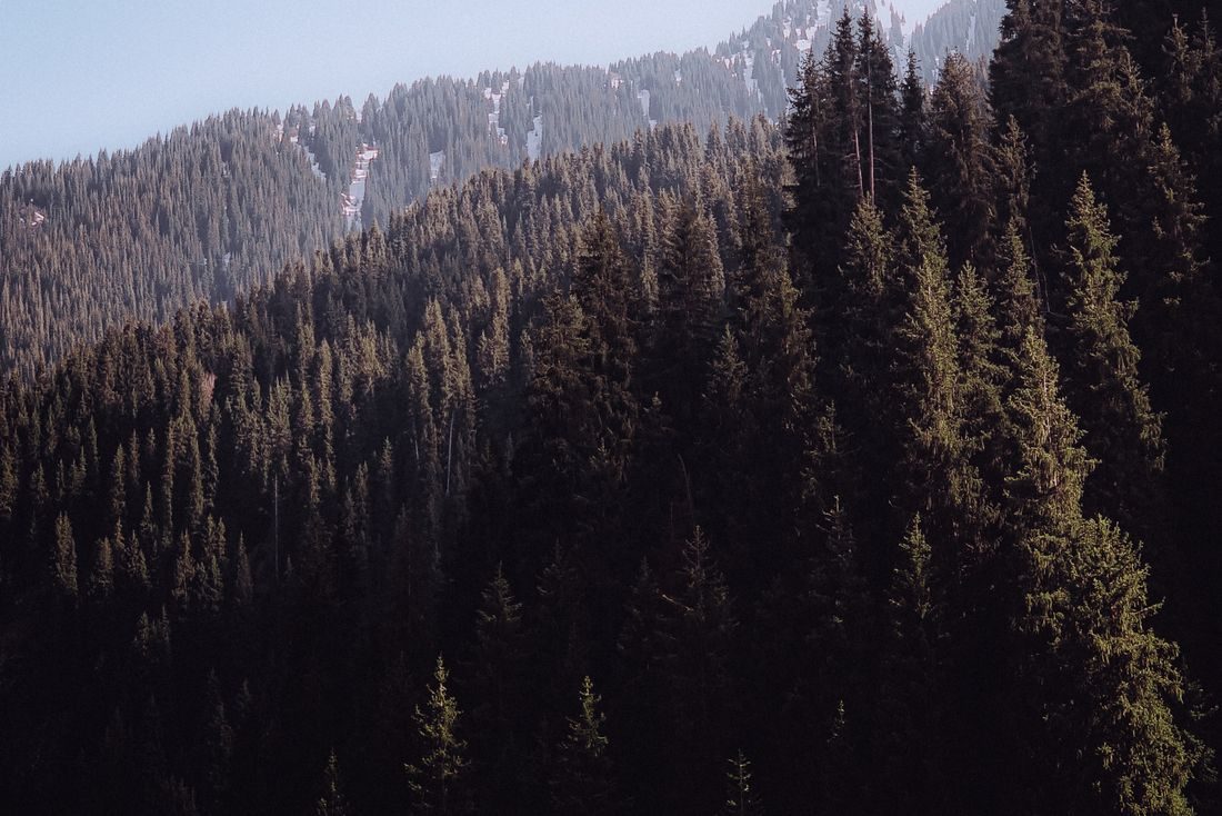 Snow-capped mountains and forest, Almaty