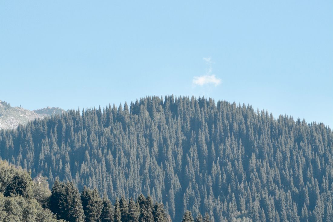 Forest in Talgar, Almaty Province