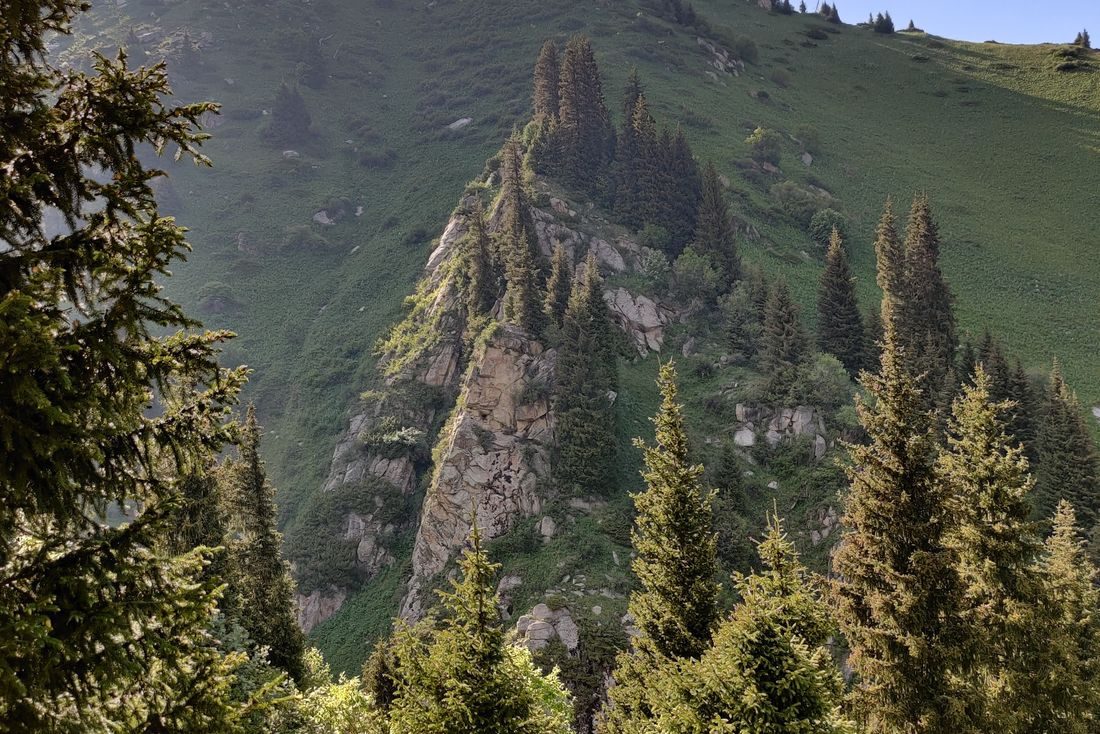 Green hills and conifers